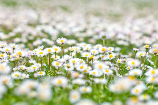 Chamomile flowers spring field background. photo