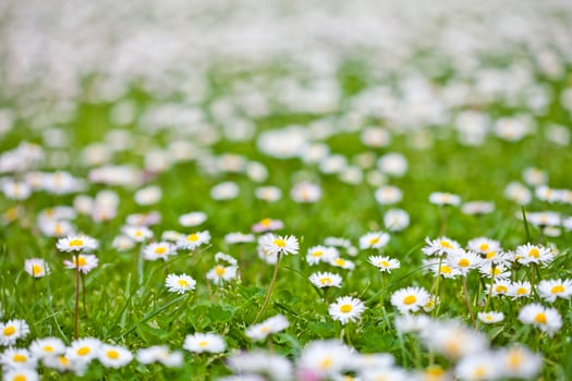 Chamomile flowers spring field background. photo