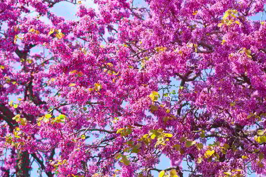 Branches with fresh pink flowers in the morning sunlight. photo