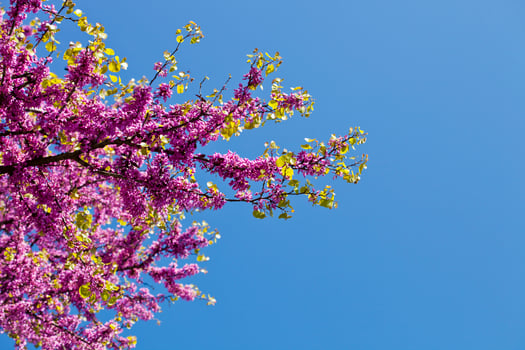 Branches with fresh pink flowers in the morning sunlight. photo