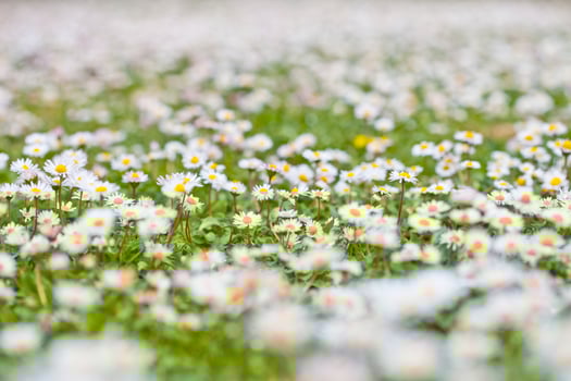 Chamomile flowers spring field background. photo