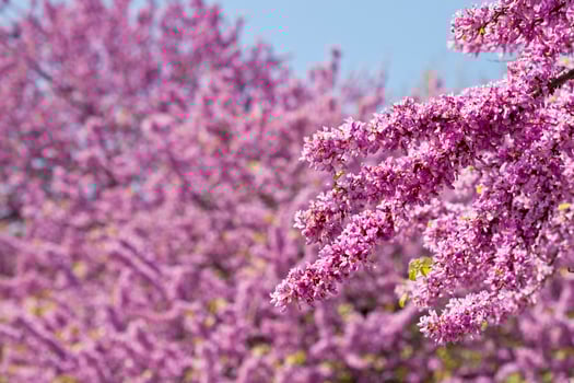 Branches with fresh pink flowers in the morning sunlight against blue sky. photo