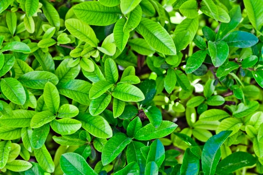 Green leaves pattern background. photo