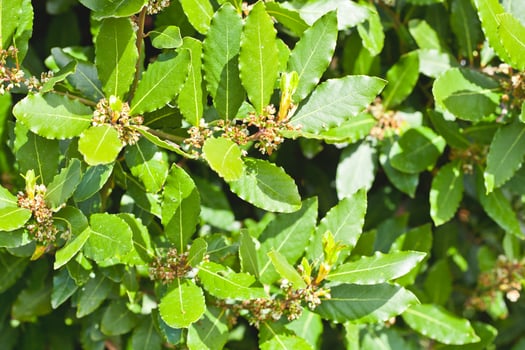 Leaves of laurel tree background. photo