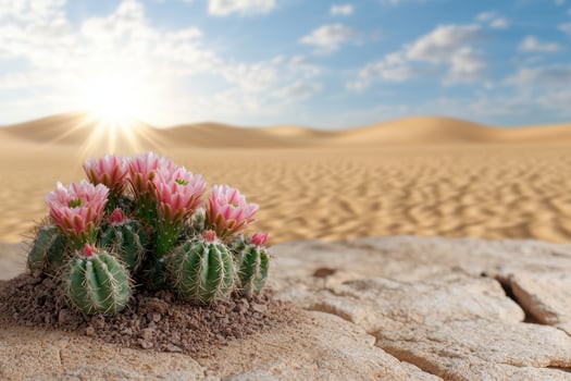 Desert landscape with blooming cactus photo