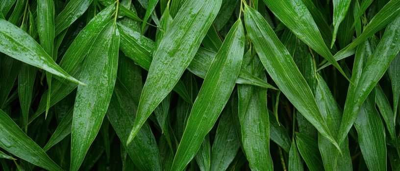 Lush green leaves in the forest photo