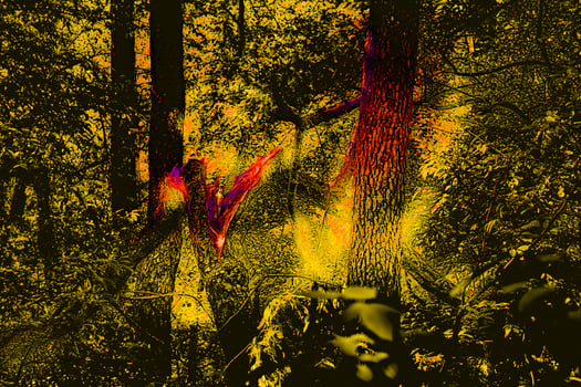 Broken tree. Surreal dark abstract red yellow vegetation, forest photo