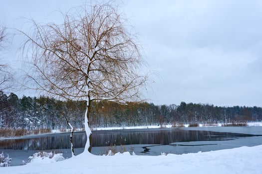 Early spring. Calm lake with melting ice in the forest photo
