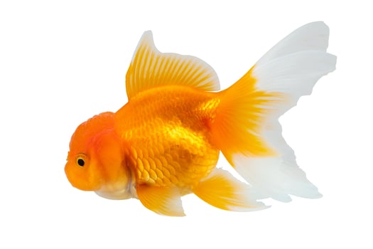 Oranda goldfish isolated on white background close up photo