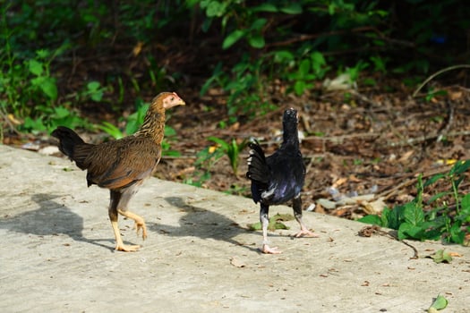 kampong chickens roam the yard photo
