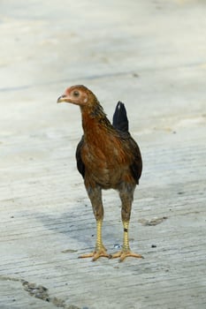 kampong chickens roam the yard photo