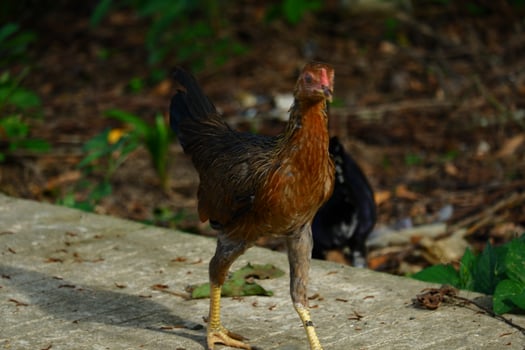 kampong chickens roam the yard photo