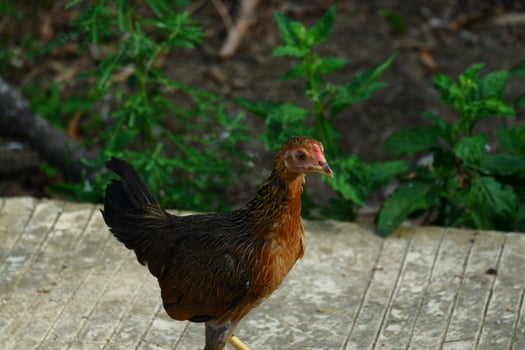 kampong chickens roam the yard photo