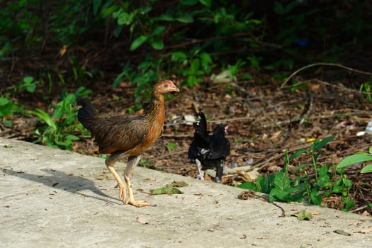 kampong chickens roam the yard photo