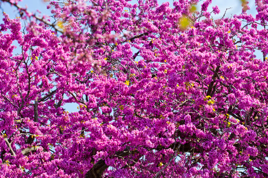 Branches with fresh pink flowers in the morning sunlight against the blue sky. photo