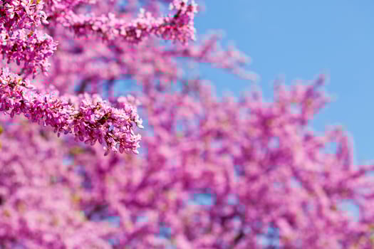 Branches with fresh pink flowers in the morning sunlight against the blue sky. photo