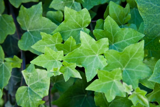 Green summer leaves pattern background. photo