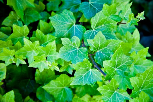 Green summer leaves pattern background. photo