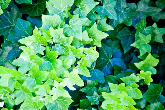 Green summer leaves pattern background. photo
