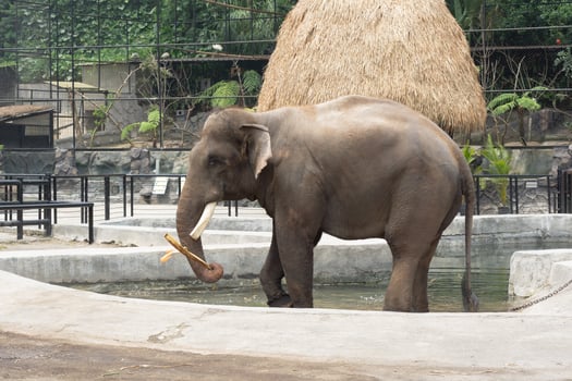n elephant is going to bath wit water in pond in zoo photo
