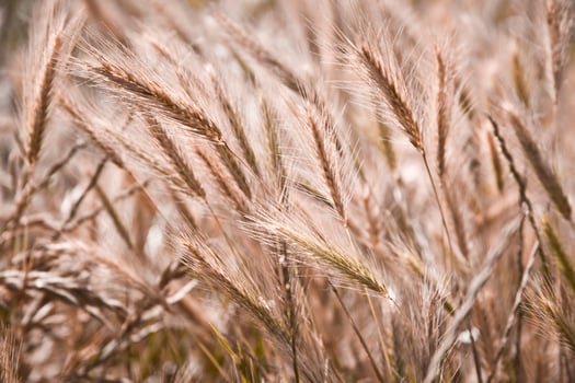 Organic golden ripe ears of wheat in field. photo