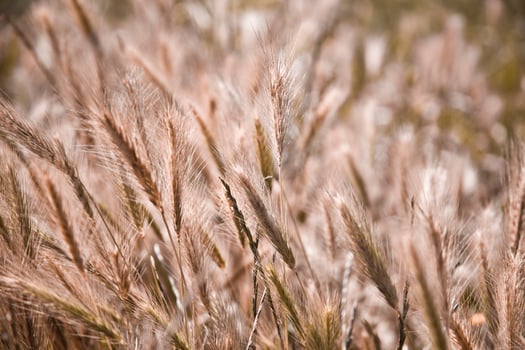 Golden ripe ears of wheat in field, soft focus. photo