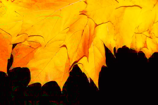 Bright colorful autumn leaves. black background. nature photo