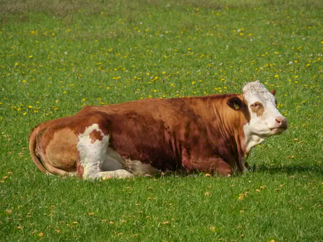 A cow laying in a field of grass near stadtlohn photo