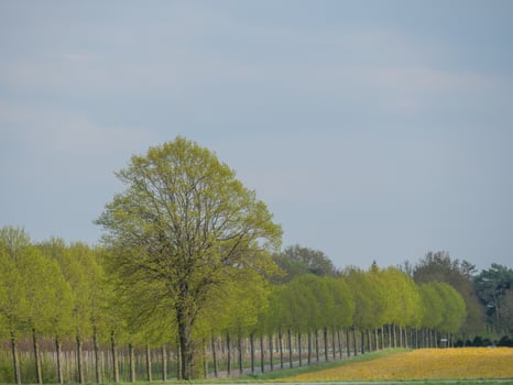 A row of trees photo