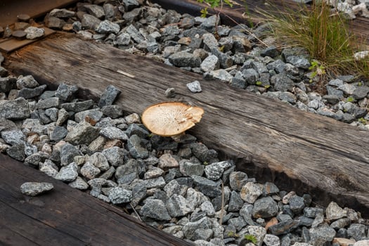 Wild mushroom growing on the railroad tracks photo