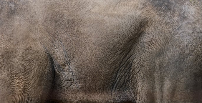 Skin texture of an adult African elephant, full frame photo