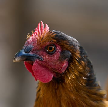 Domestic chicken walking outdoors on a summer day, rooster photo