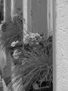 A black and white photo of flowers in a window box