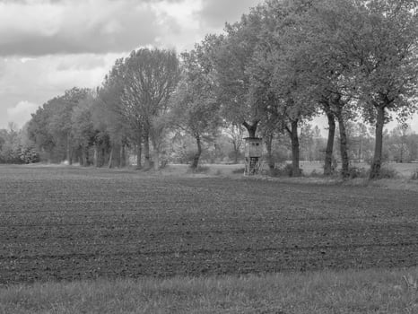 Black and white photo of a field with trees