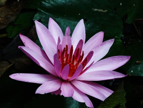 A pink lotus flower with red petals is in a green leaf. The flower is the main focus of the image photo