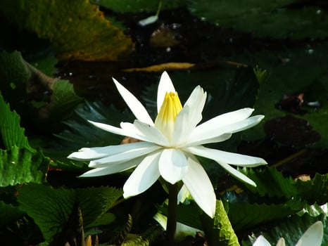 A white water lily in a pond photo