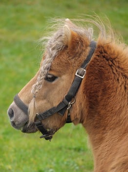A small brown horse with a braided mane photo