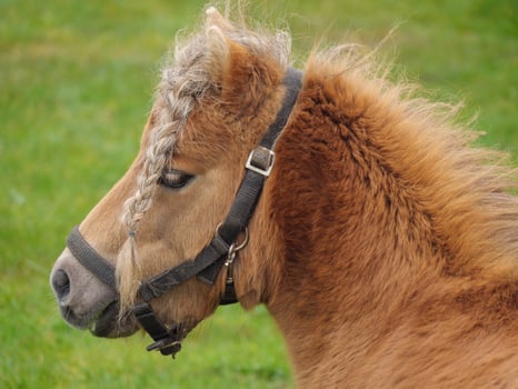 A small brown horse with a black bridle photo