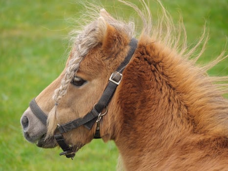 A close up of a horse with a braided mane photo