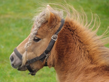 A small brown horse with a braided mane photo
