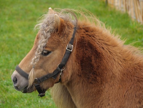 A small brown horse with a braided mane photo