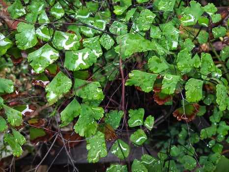 Drops on green leaves foliage Adiantum capillus-veneris ,acthiopicum ,Parco dei Nebrodi ,Sicily ,ltaly ,black Maidenhair fern ,venus Ferns ,Venushair ,soft selective focus pretty background ,greenery photo