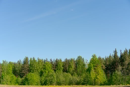 Forest with a clear blue sky in the background photo