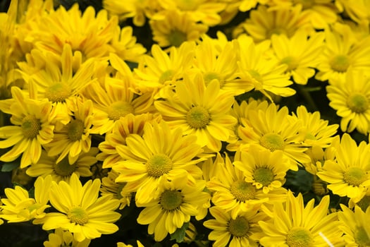 Bright Yellow Daisies in Full Bloom - A Vibrant Display of Nature's Beauty photo