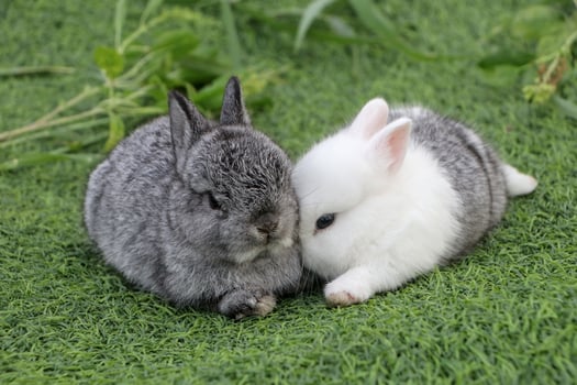 Two rabbits sitting on the green grass photo