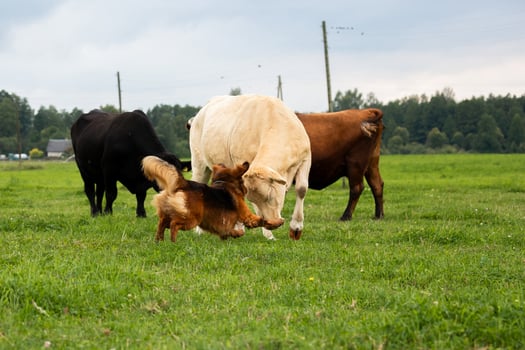 dog herds cows on a lush green pasture under a cloudy sky, demonstrating the bond between animals on an organic farm. photo
