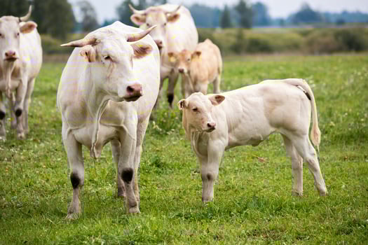 white cow leads a small calf through a grassy field, with more cows in the background under an overcast sky. photo
