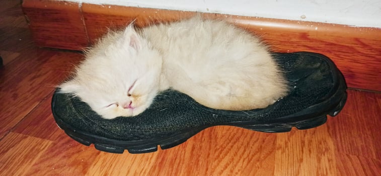 Persian breed cat sleeping on a shoe photo