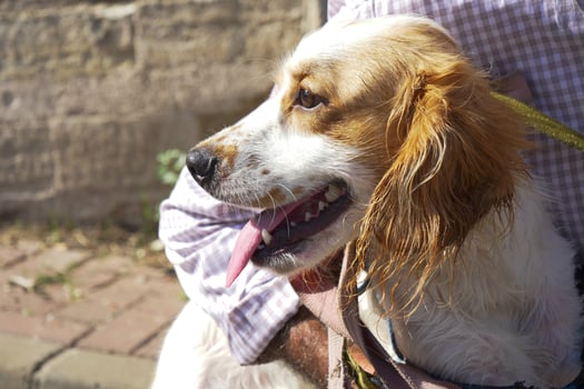 A Happy Dog Having Fun While Enjoying the Great Outdoors Under the Bright Sunlight photo