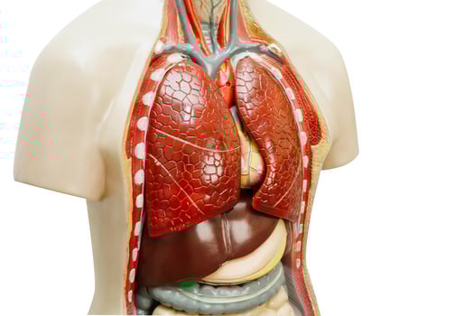 Human body anatomy organ model isolated on white background with clipping path for study education medical course. photo